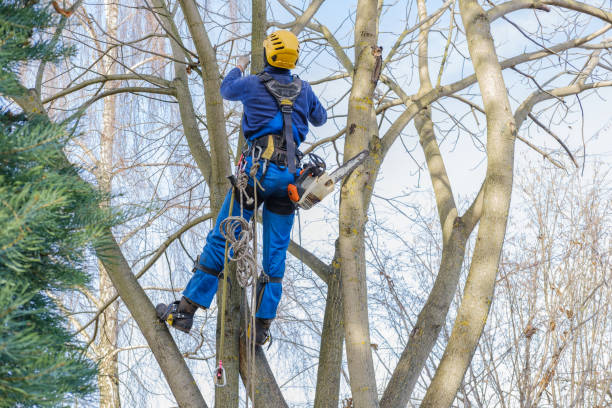 Best Hazardous Tree Removal  in Nicholls, GA