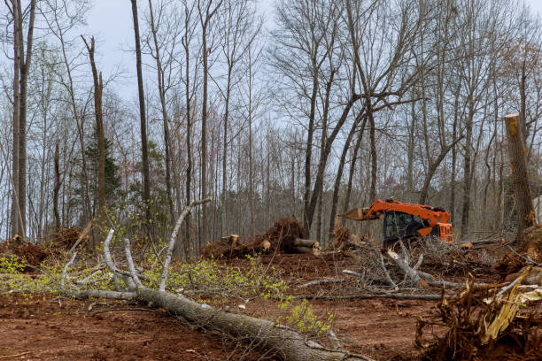 Best Tree Removal  in Nicholls, GA