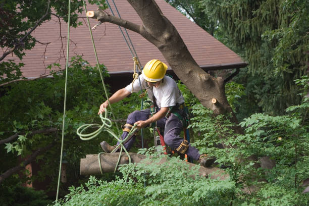 Best Utility Line Clearance  in Nicholls, GA