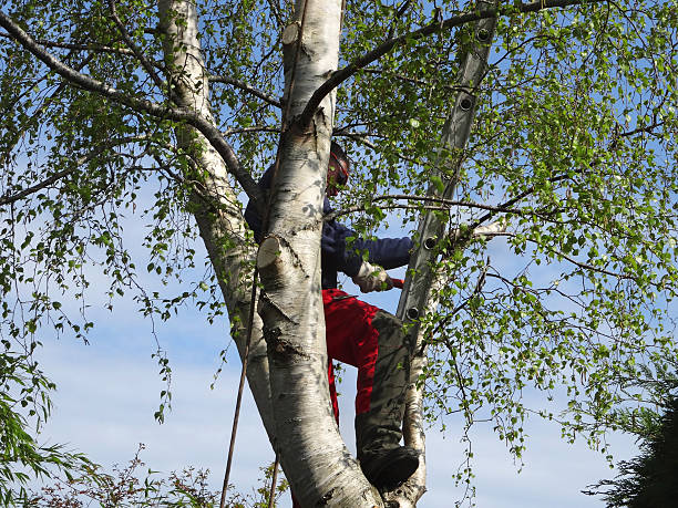 How Our Tree Care Process Works  in  Nicholls, GA